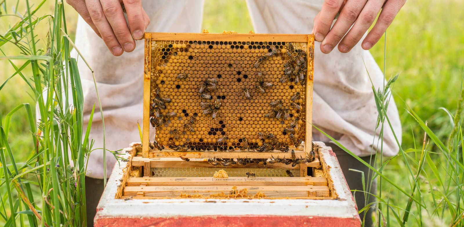 Ambiance rucher Apisphère - production de miel artisanale en Dordogne
