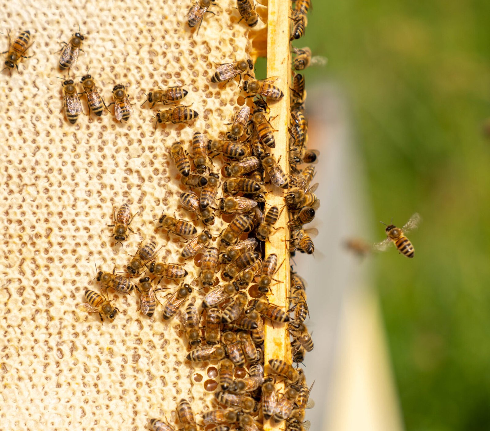 API_220426_®AV-260 Cadre de ruche avec des abeilles